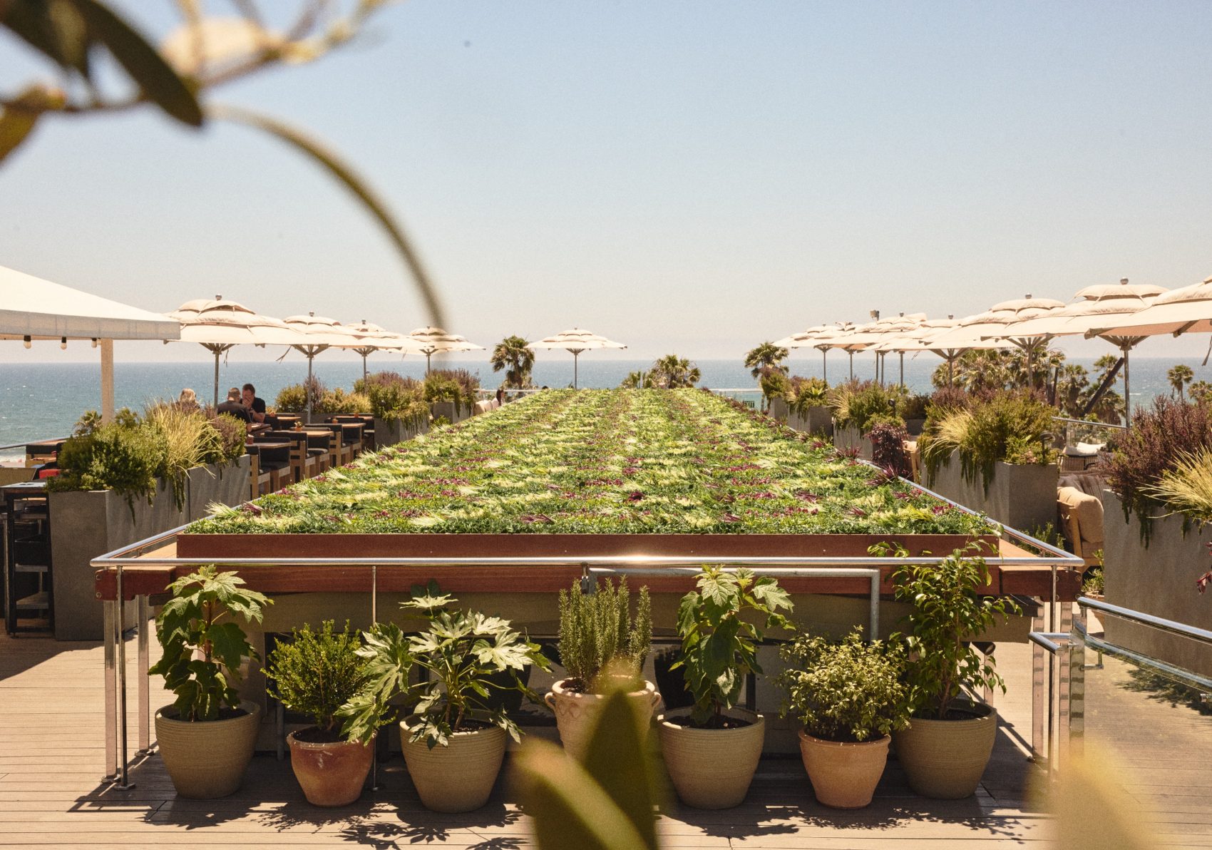 Rooftop restaurant terrace with planters, umbrellas, and an ocean view